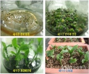 제주 새우란, 화장품원료 식물로 분양사업 추진 - KNS뉴스통신 제주 새우란, 화장품원료 식물로 분양사업 추진