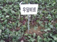 제주도 서부농업기술센터, ‘우담 비트(Beet)’ 제주토양과 적합 - KNS뉴스통신 제주도 서부농업기술센터,  ‘우담 비트(Beet)’ 제주토양과... 