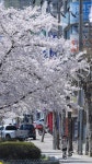 구리시, 장자호수공원 왕벚꽃 만개 - KNS뉴스통신 구리시, 장자호수공원 왕벚꽃 만개