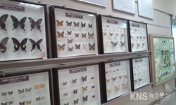 日, 미노에 위치한 곤충박물관을 가다 - KNS뉴스통신 日, 미노에 위치한 곤충박물관을 가다