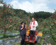 [포토]거창사과 명절에 선물하세요 - KNS뉴스통신 [포토]거창사과 명절에 선물하세요