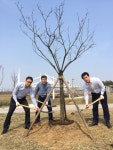 미단시티개발(주), ‘회화나무 식목행사’ 개최 - KNS뉴스통신 미단시티개발(주), ‘회화나무 식목행사’ 개최