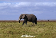 2020년, 탄자니아 코끼리 사라질 수도 - KNS뉴스통신 2020년, 탄자니아 코끼리 사라질 수도