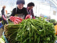 [포토뉴스] 경남 거창군 온천수 먹고 자란 ‘가조 온천 미나리’ 맛보세요! - KNS뉴스통신 [포토뉴스] 경남 거창군 온천수 먹고 자란 ‘가조... 