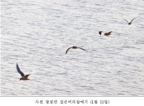 국립공원공단, 멸종위기 야생생물Ⅰ급 흰꼬리수리 발견…한려해상 인근에서 - KNS뉴스통신 국립공원공단, 멸종위기 야생생물Ⅰ급 흰꼬리수리... 