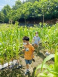 충주 수안보초, 옥수수 미로 조성 눈길 - KNS뉴스통신 충주 수안보초, 옥수수 미로 조성 눈길