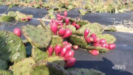 파주시, 평화농장 천년초 열매 첫 수확 소득화 추진 - KNS뉴스통신 파주시, 평화농장 천년초 열매 첫 수확 소득화 추진