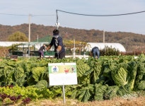 도시농부의 꿈… 텃밭에서 무럭무럭 - KNS뉴스통신 도시농부의 꿈… 텃밭에서 무럭무럭