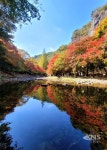 전라북도 대표 관광지 순창 강천산군립공원 단풍 절정 - KNS뉴스통신 전라북도 대표 관광지 순창 강천산군립공원 단풍 절정