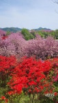 완산공원 꽃동산, 형형색색 봄꽃으로 만개 상춘객에게 아름다운 풍경 선사 - KNS뉴스통신 완산공원 꽃동산, 형형색색 봄꽃으로 만개 상춘객에게... 