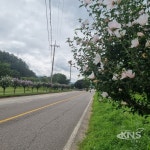 진천군, 대표 가로수 무궁화 만개 장관 - KNS뉴스통신 진천군, 대표 가로수 무궁화 만개 장관