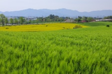 [포토] 고창 청보리밭 - KNS뉴스통신 [포토] 고창 청보리밭