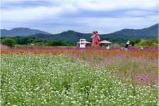 [포토] 양주 천일홍, 천일의 약속 - KNS뉴스통신 [포토] 양주 천일홍, 천일의 약속