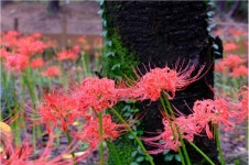 [포토] 꽃무릇이 고운 분당중앙공원 - KNS뉴스통신 [포토] 꽃무릇이 고운 분당중앙공원