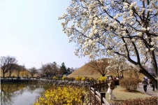 롯데자판기 경주여고점 | [포토] 봄날의 경주 수학여행-1, 대릉원 외 - KNS뉴스통신 [포토] 봄날의 경주 수학여행-1, 대릉원 외