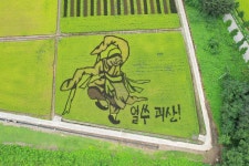 코리아넷뉴스 - [사진으로 보는 한국] 유색벼로 그린 논 그림 | 문화체육관광부 한국문화원 [사진으로 보는 한국] 유색벼로 그린 논 그림