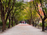 코리아넷뉴스 - 걷고 싶은 그곳 내장산에서 가을을 산책하다 | 국제문화홍보정책실 걷고 싶은 그곳 내장산에서 가을을 산책하다