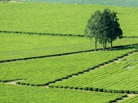 宝城(ポソン)のエリアガイド｜韓国旅行「コネスト」 宝城(ポソン)のエリアガイド