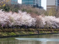 「石村湖」の写真｜韓国旅行「コネスト」 「石村湖」の写真