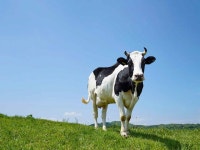 大関嶺 三養牧場｜平昌(江原道)の観光スポット｜韓国旅行「コネスト」 大関嶺 三養牧場｜平昌(江原道)の観光スポット