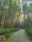 テナムコルテーマ公園｜潭陽(全州・光州・全羅道)の観光スポット｜韓国旅行「コネスト」 テナムコルテーマ公園｜潭陽(全州・光州・全羅道)... 