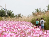 ハヌル公園 ススキフェスティバル｜金浦空港・ソウル西部(ソウル)の観光スポット｜韓国旅行「コネスト」 ハヌル公園 ススキフェスティバル... 