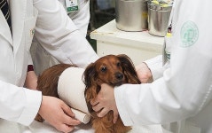 건국대학교 부속 동물병원