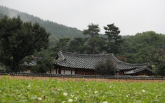 비가 오는 고택의 담 길 - 사진 | 멀티미디어 | 대한민국 정책브리핑 비가 오는 고택의 담 길