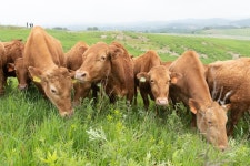 300마리 한우, 대관령 풀밭으로 달려 나간다 - 사진 | 멀티미디어 | 대한민국 정책브리핑 300마리 한우, 대관령 풀밭으로 달려 나간다