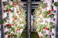 전국 산업단지에 수직농장 입주 가능해진다 #민생토론 후속조치 - 정책뉴스 | 뉴스 | 대한민국 정책브리핑 전국 산업단지에 수직농장 입주... 