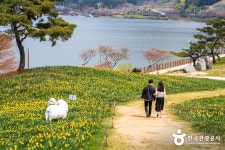 봄나들이 추천 수선화 명소 4곳 - 정책뉴스 | 뉴스 | 대한민국 정책브리핑 봄나들이 추천 수선화 명소 4곳
