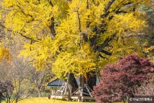 노란빛 물결이 황홀한 은행나무 명소 4곳 - 정책뉴스 | 뉴스 | 대한민국 정책브리핑 노란빛 물결이 황홀한 은행나무 명소 4곳