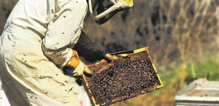 천연 생꿀 판매 허니웨이, 마더스데이 프로모션 | 미주중앙일보