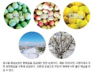 [빛고을 매실농원] 해발 5000피트 고랭지 청정매실 건강선물하세요 | 미주중앙일보