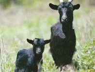 [빅베어 농축 흑염소] 농축 흑염소 건강식품 대명사…면역력 으뜸 | 미주중앙일보