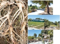 그린랜드농장 생도라지 직판 | 미주중앙일보