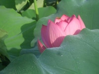 [화보] 진주 용호정원의 연꽃 [우리문화신문] [화보] 진주 용호정원의 연꽃