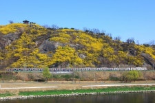 [화보] 응봉산 개나리 [우리문화신문] [화보] 응봉산 개나리