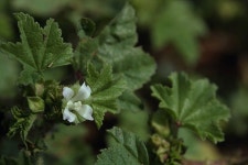 [우리꽃 이야기] 애기아욱 [우리문화신문] [우리꽃 이야기] 애기아욱