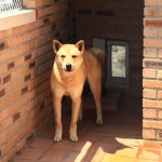 [화보] 진도에서 진돗개공원을 만나다 [우리문화신문] [화보] 진도에서 진돗개공원을 만나다