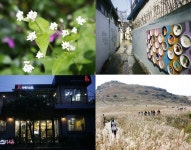 고개와 능선 따라 펼쳐지는 하얀 군무, 무등산 억새 [우리문화신문] 고개와 능선 따라 펼쳐지는 하얀 군무, 무등산 억새