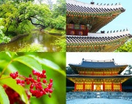 비내리는 가운데 궁궐의 낙숫물을 보며 산책하기 [우리문화신문] 비내리는 가운데 궁궐의 낙숫물을 보며 산책하기