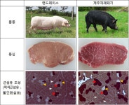 제주재래돼지, 고기 맛(육질)의 비밀 풀었다 [우리문화신문] 제주재래돼지, 고기 맛(육질)의 비밀 풀었다