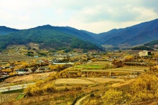 온 마을을 노오랗게 물들인산수유 [우리문화신문] 온 마을을 노오랗게 물들인산수유