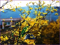 온 마을을 노오랗게 물들인산수유 [우리문화신문] 온 마을을 노오랗게 물들인산수유