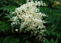 진주알처럼 아름다운 꽃봉오리, 개쉬땅나무 [우리문화신문] 진주알처럼 아름다운 꽃봉오리, 개쉬땅나무