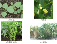 여름 텃밭에 콩ㆍ팥 길러보기 [우리문화신문] 여름 텃밭에 콩ㆍ팥 길러보기
