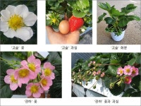 반려식물로 추천! 한 해 내내 꽃피는 국산 딸기 ‘고슬’ [우리문화신문] 반려식물로 추천! 한 해 내내 꽃피는 국산 딸기 ‘고슬’