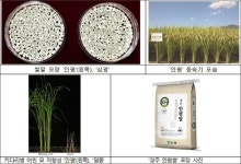 으뜸 품질 벼 ‘안평’, 경주 특화 쌀 상표 원료곡으로 꼽아 [우리문화신문] 으뜸 품질 벼 ‘안평’, 경주 특화 쌀 상표 원료곡으로 꼽아