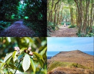 겨울에 만나는 초록빛 곶자왈, 제주 청수마을 [우리문화신문] 겨울에 만나는 초록빛 곶자왈, 제주 청수마을